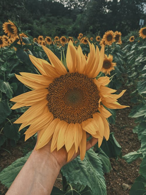 Close-Up Shot of a Person Holding a Blooming Sunflower