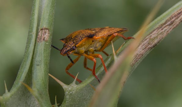 Detailed macro shot of Carpocoris Mediterraneus bug perched on a thorny plant stem.