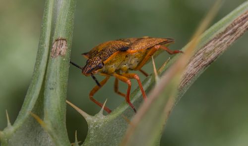 Free Detailed macro shot of Carpocoris Mediterraneus bug perched on a thorny plant stem. Stock Photo