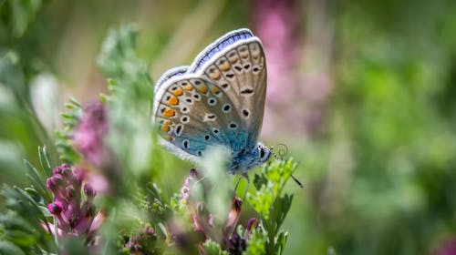 Close-Up Shot of a Common Blue Butterfly