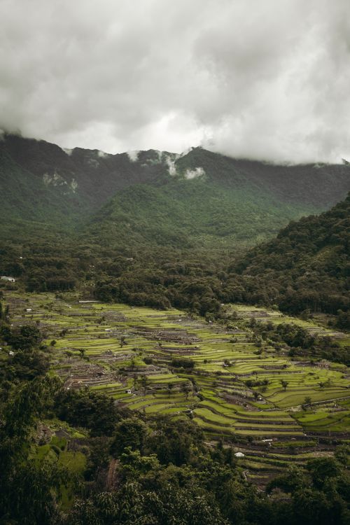 Free Stunning aerial view of verdant rice terraces nestled in a mountainous valley under an overcast sky. Stock Photo