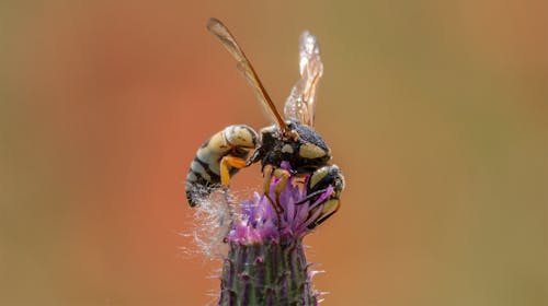 無料 ハチ, マクロ撮影, 昆虫の無料の写真素材 写真素材