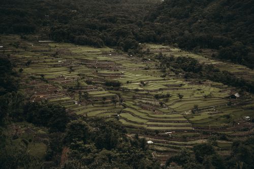 Free Aerial shot capturing the expansive green rice terraces in a lush, forested valley. Stock Photo