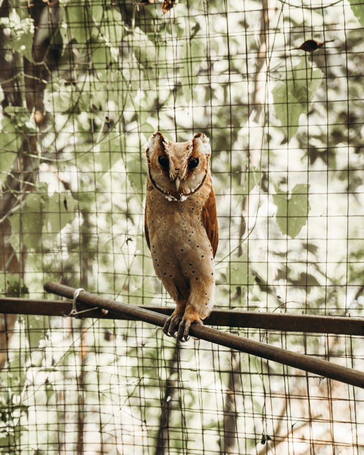 Close-Up Shot Of A Congo Bay Owl In The Cage
