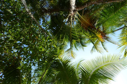 Kostnadsfri bild av gröna löv, himmel, kokospalmer