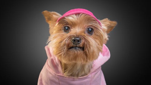 Cute Dog Wearing a Pink Hat