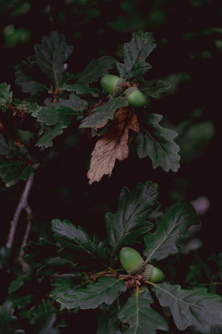 Unripe Acorns And Green Leaves