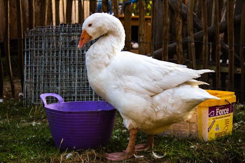 Photograph of a White Goose Near a Violet Bucket