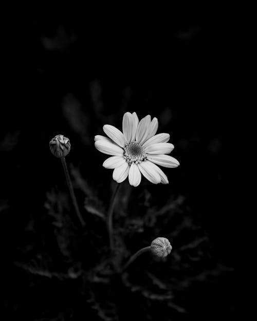 Free stock photo of black and white, bw, bw photography Stock Photo