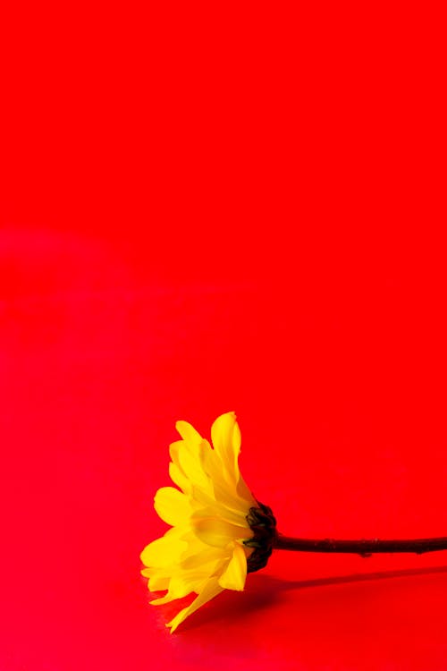 Yellow Blooming Flower on Red Studio Background