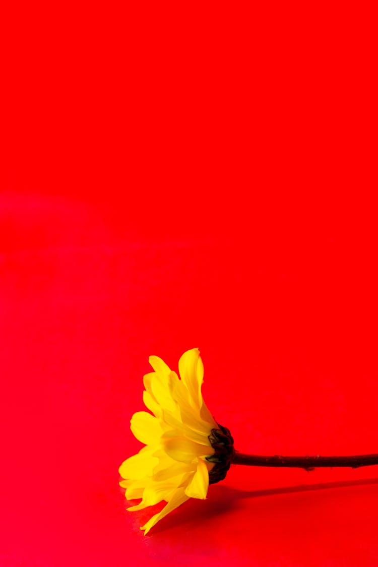 Yellow Blooming Flower On Red Studio Background