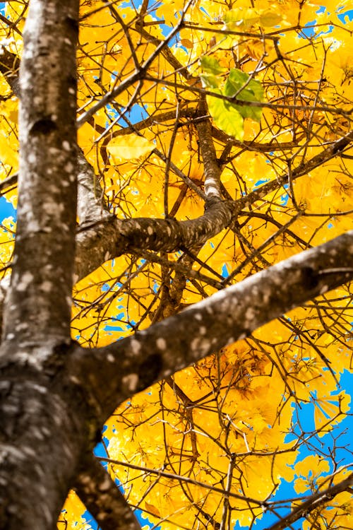 Základová fotografie zdarma na téma strom, větev, žlutá