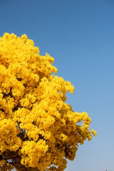 Bright yellow Ipe tree blossoms contrast sharply with a clear blue sky in Brasília, Brazil.