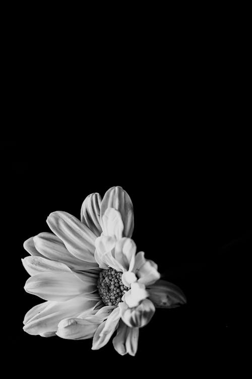 Grayscale Photo of a White Flower on Black Background