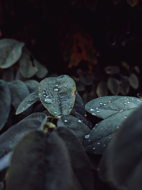 Free Moody close-up of green leaves with sparkling dew and water droplets at night. Stock Photo