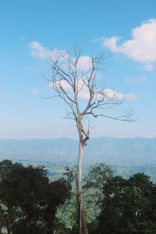 Bare Tree under the Blue Sky · Free Stock Photo