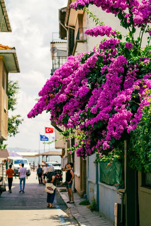 Free Bright bougainvillea blooms adorn a Turkish street, adding colorful beauty to the urban alley. Stock Photo