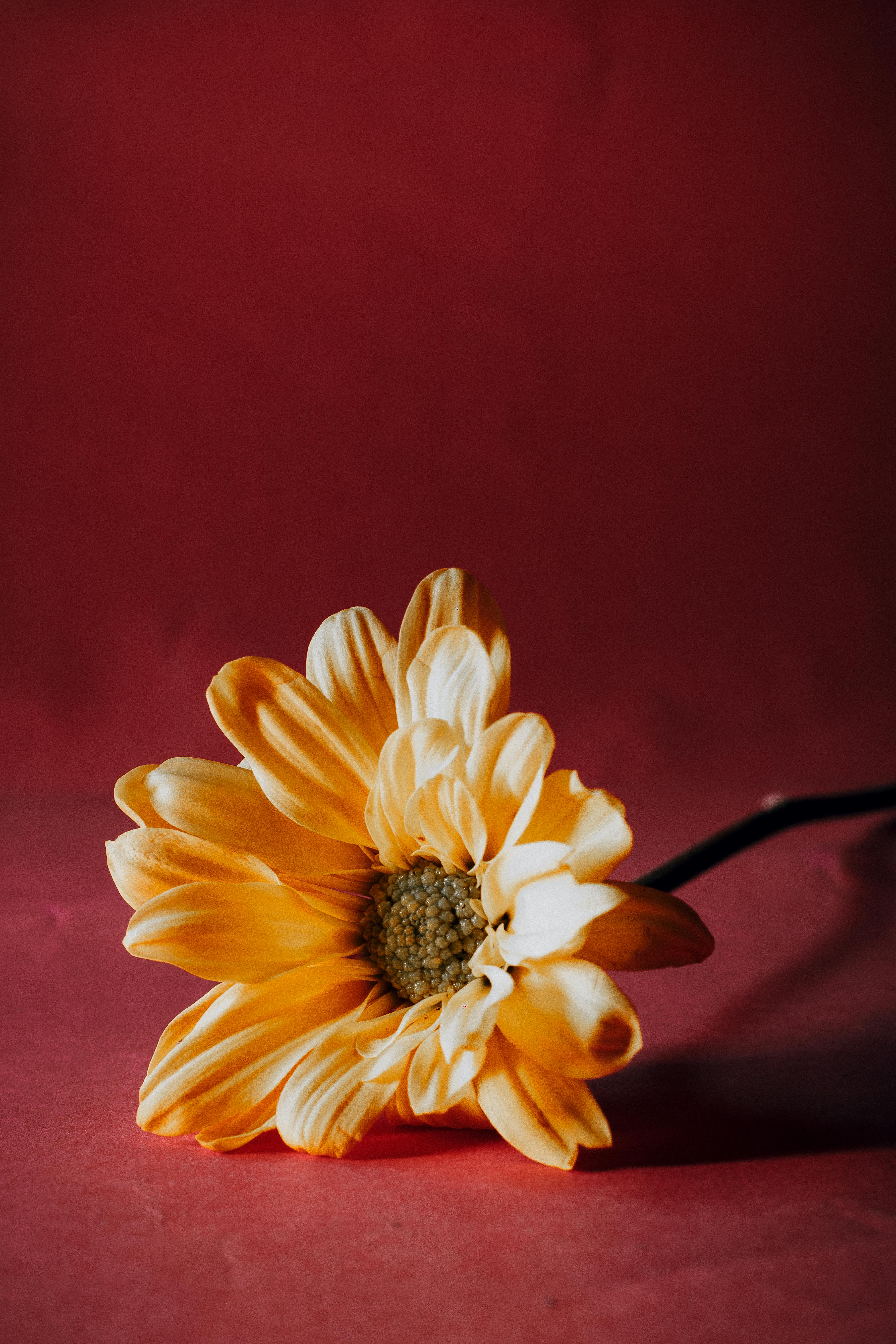 [ColoSach]-close-up-of-a-vibrant-yellow-daisy-laying-on-a-deep-red-surface,-exuding-warmth-and-elegance.