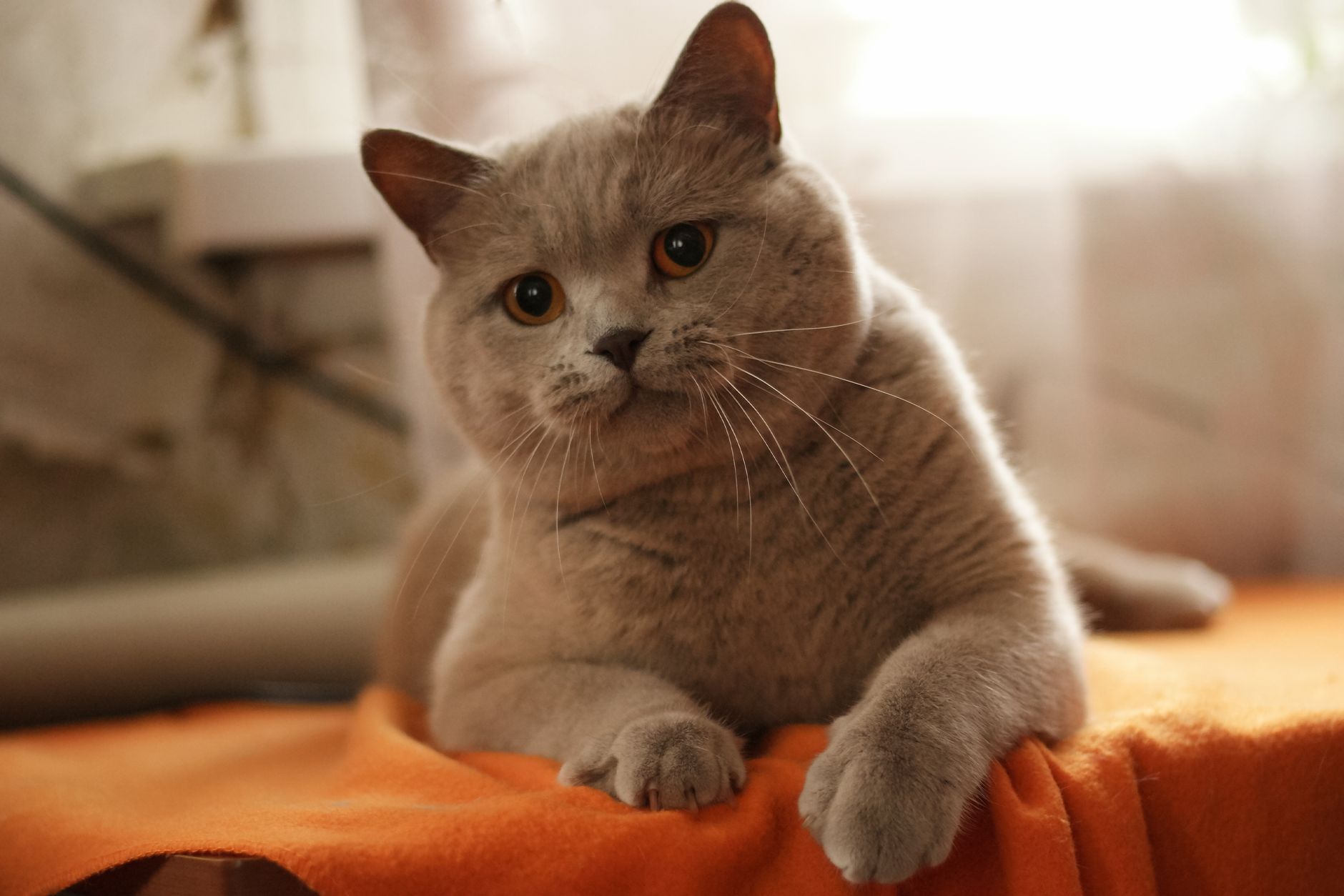 A cute British Shorthair cat posing on an orange blanket in natural light, showcasing its soft fur and calm demeanor.