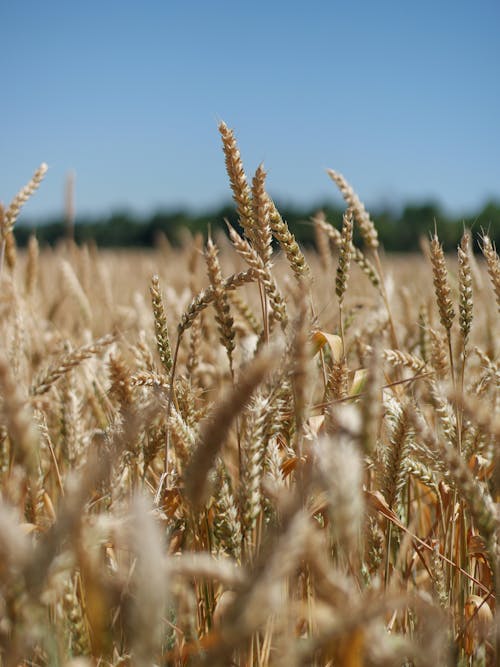 Free Wheat Field Under a Blue Sky Stock Photo