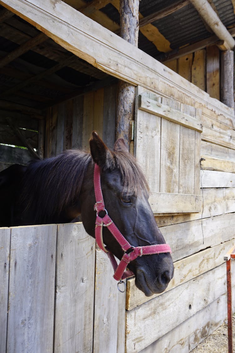 Black Horse In Wooden Cage