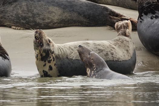 Group of grey seals basking on a sandy beach, enjoying the water and sun.