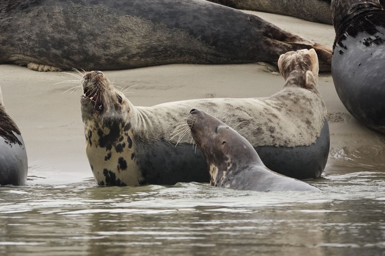 Group of grey seals basking on a sandy beach, enjoying the water and sun