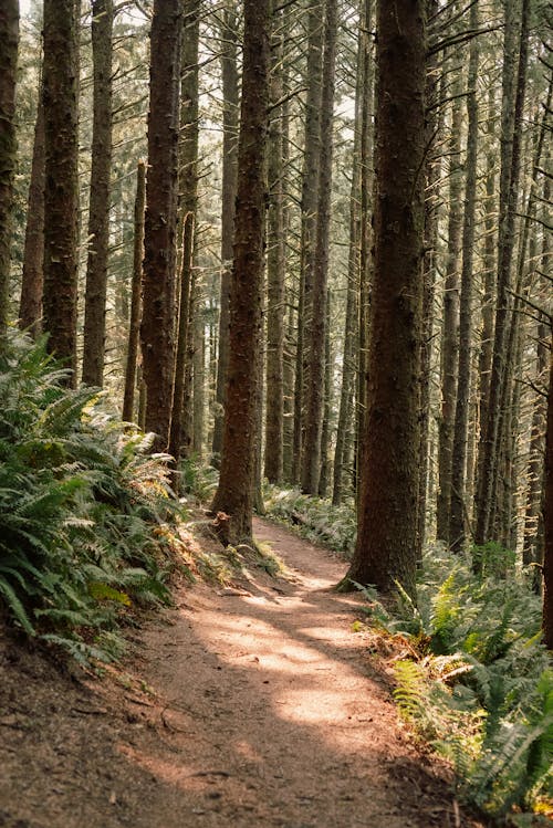 Foto profissional grátis de árvores, floresta, madeiras