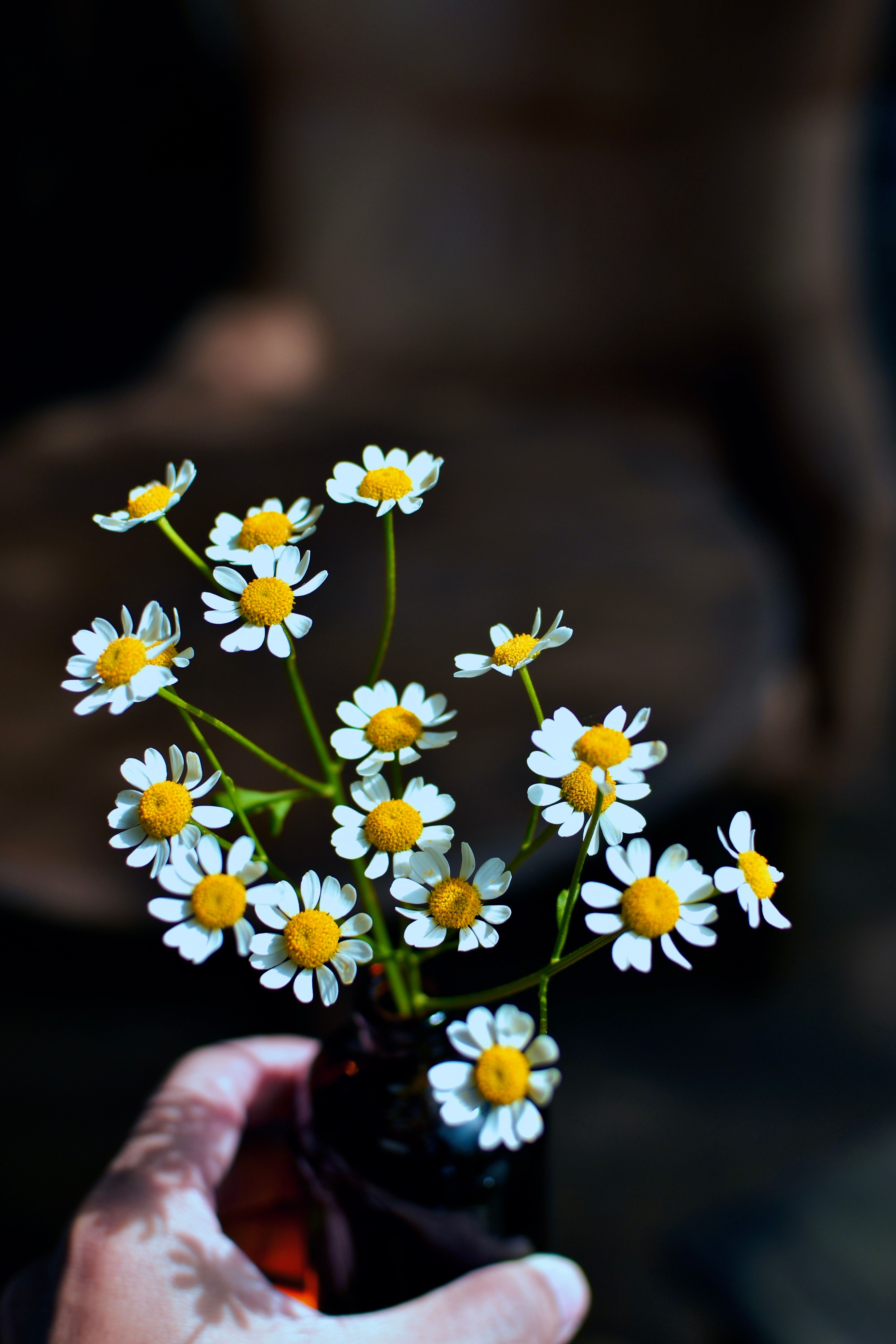 Close-up of delicate chamomile flowers in a hand-held vase, setting an elegant and natural tone.