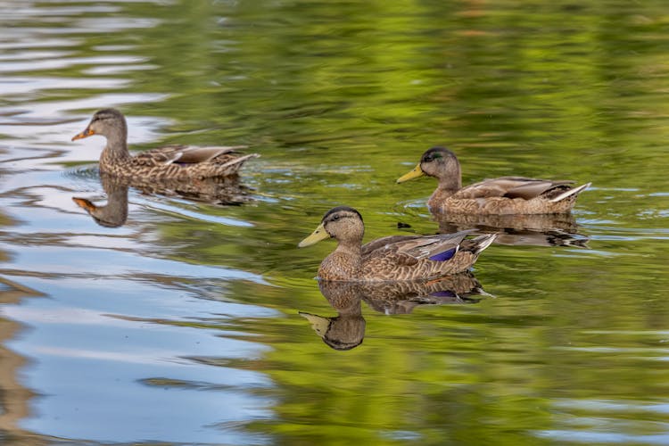 A Group Of Brown Geese Swimming On Water