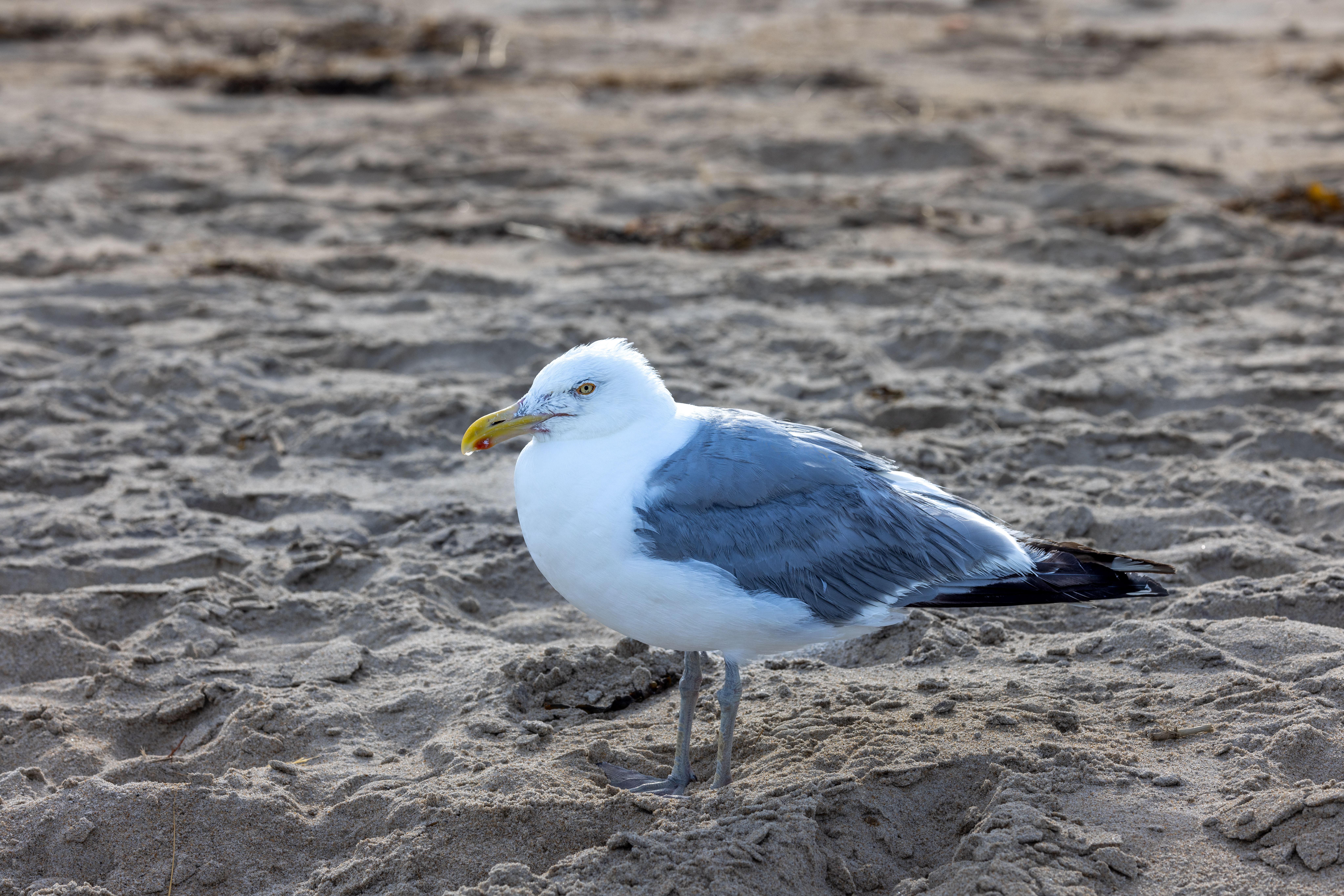 White and Gray Bird on Sand · Free Stock Photo