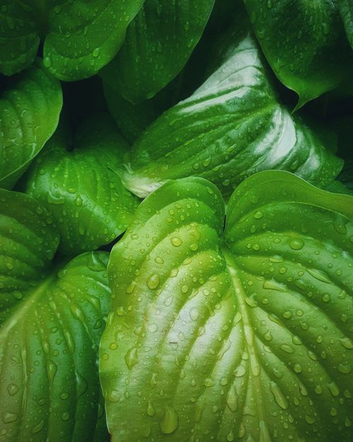 Free A vibrant close-up photo of lush green leaves covered with refreshing water droplets. Stock Photo