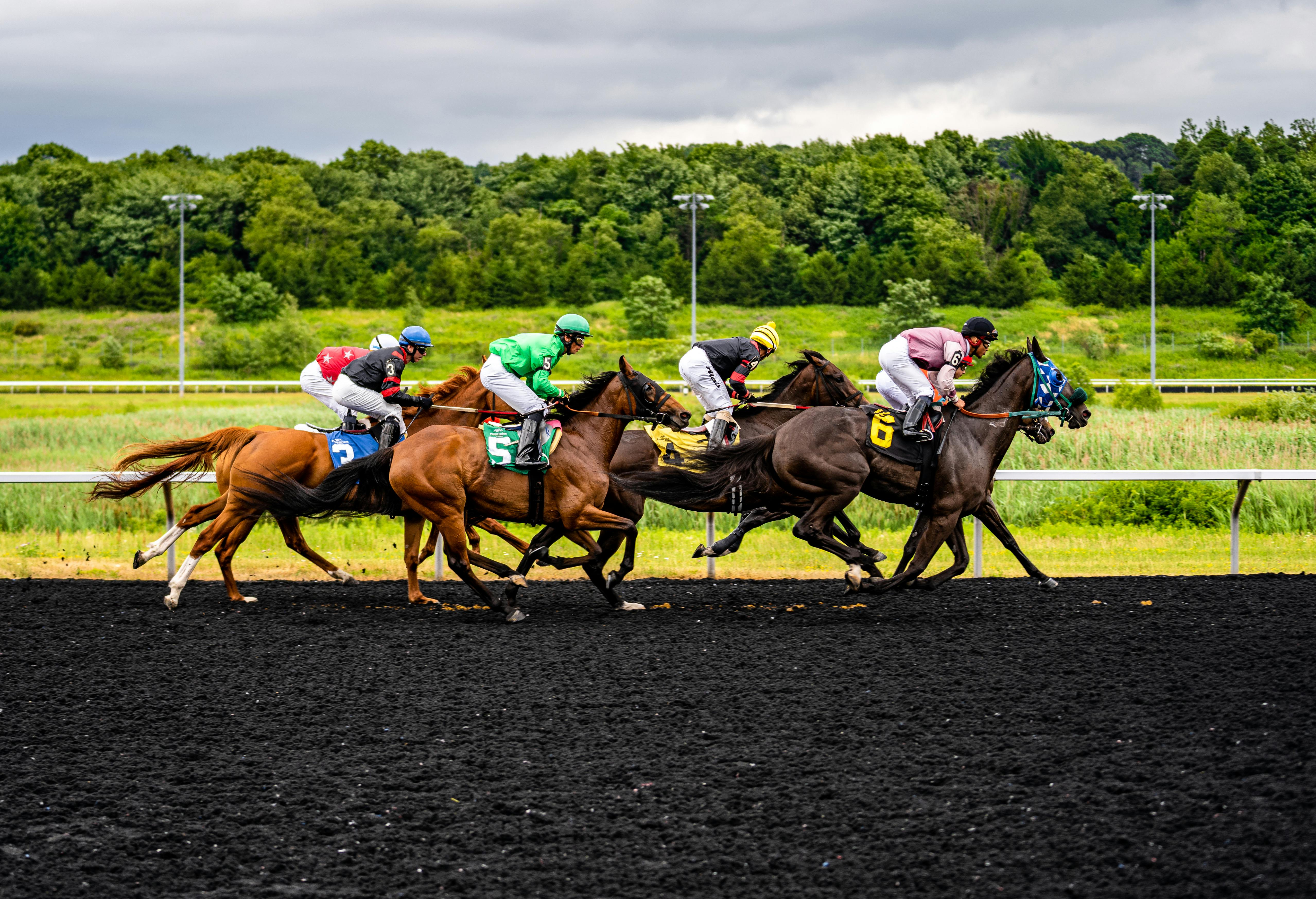 14.674 fotos de stock e banco de imagens de Horse Racing Back