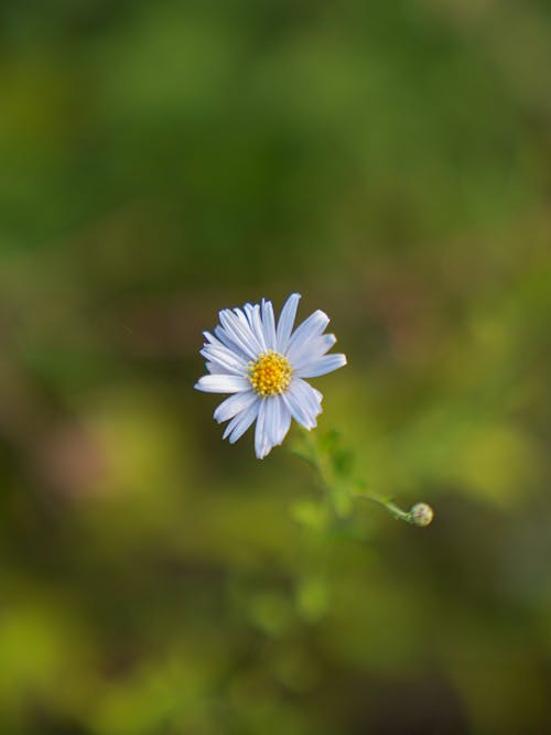 Tartarian Aster Flower in Close-up View