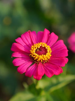 Close-up of a vibrant pink zinnia flower with yellow center, ideal for nature themes.