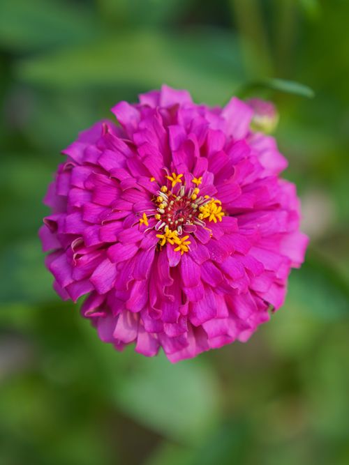 Free Close-up of a vibrant pink zinnia flower with soft focus background. Stock Photo