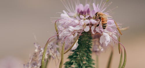 Free stock photo of beautiful flowers, bee, flower