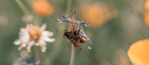 Free stock photo of beautiful flower, bee, flower