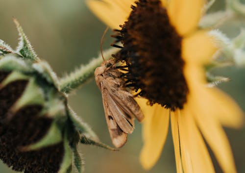 Free stock photo of flower, moth, sunflower