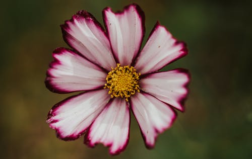 Fotobanka s bezplatnými fotkami na tému kvet