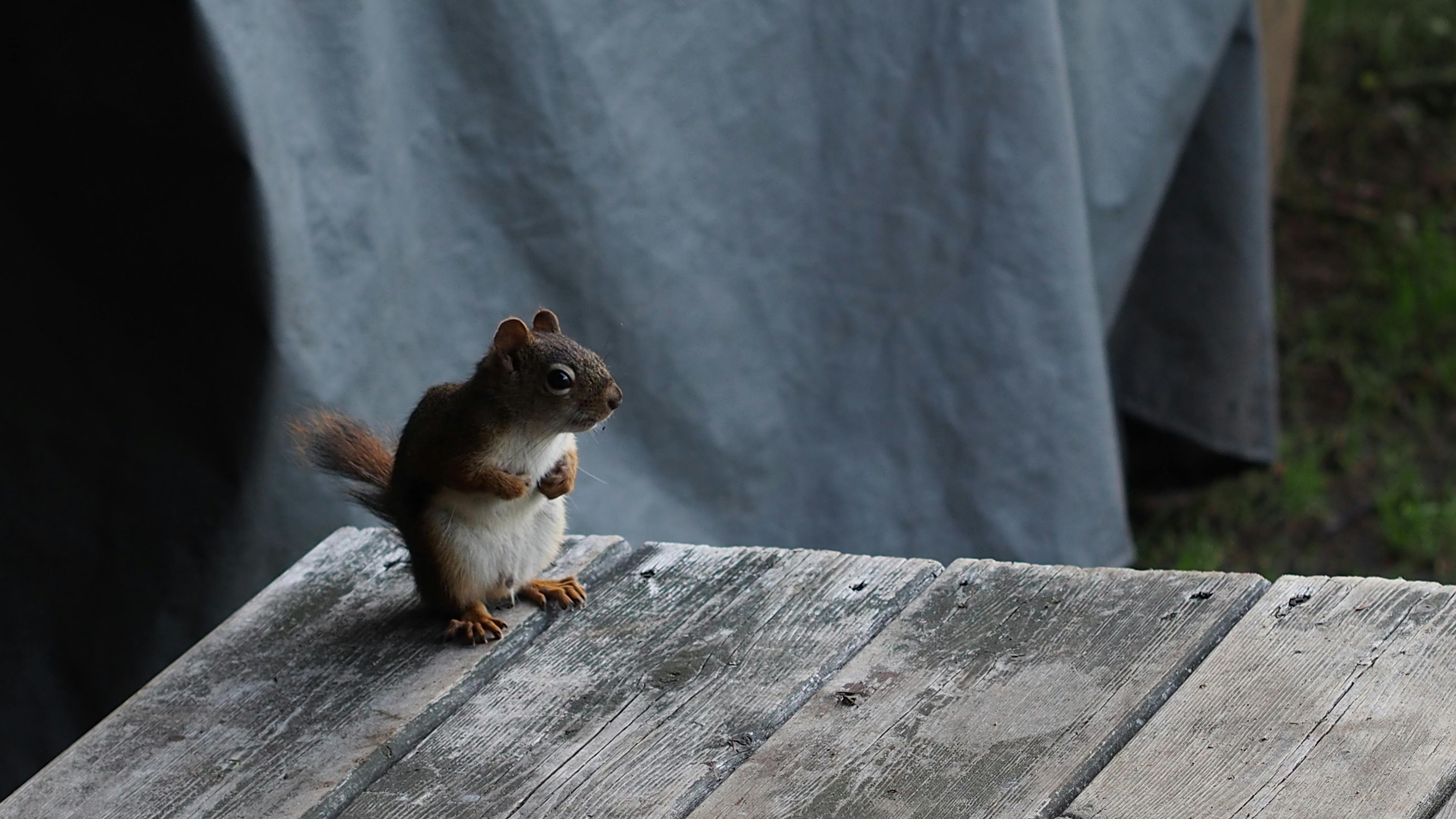 Squirrel On Top Of Wooden Table