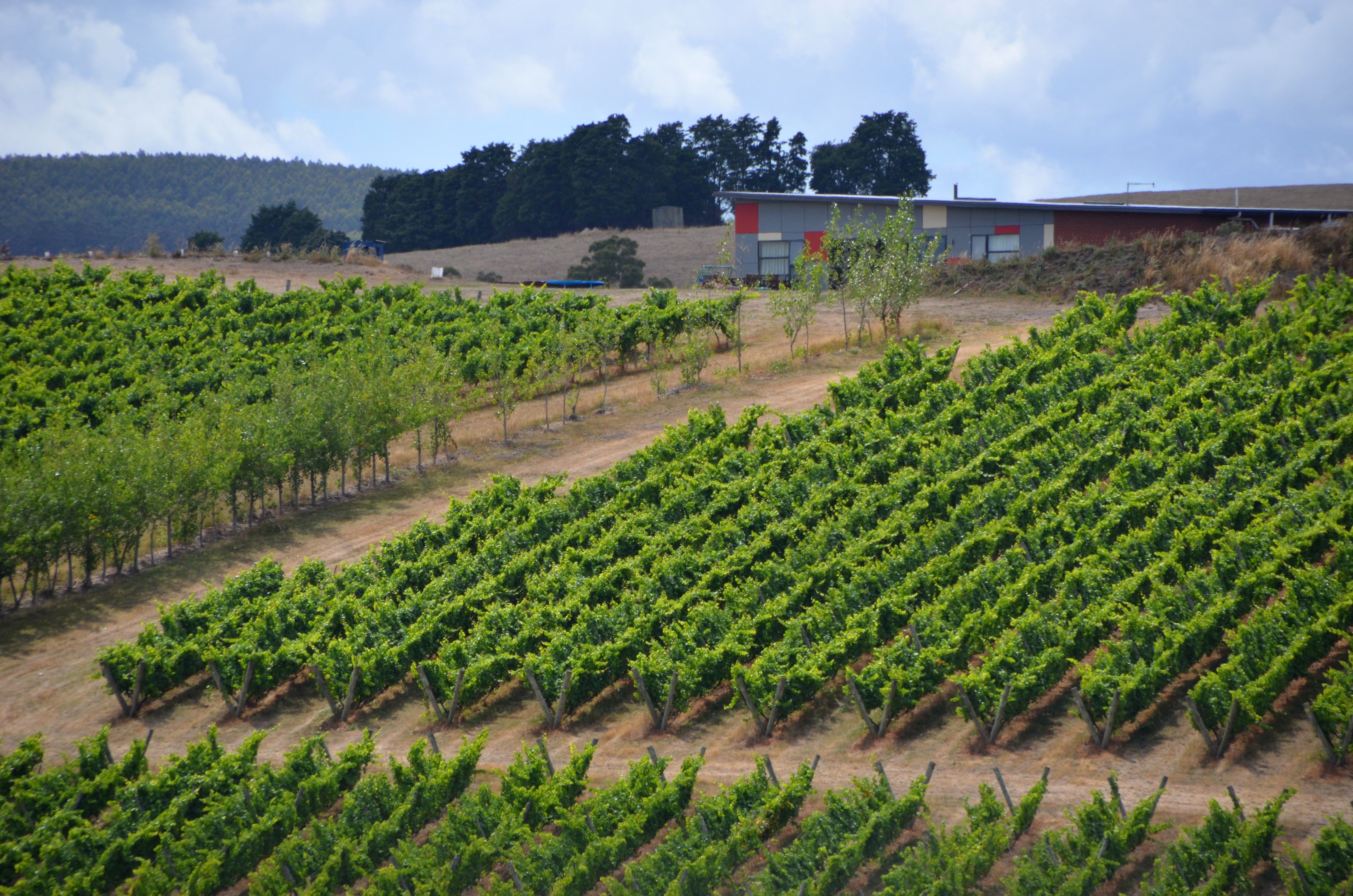 vineyard worker jobs in Westside BC - grapes growing in vineyard