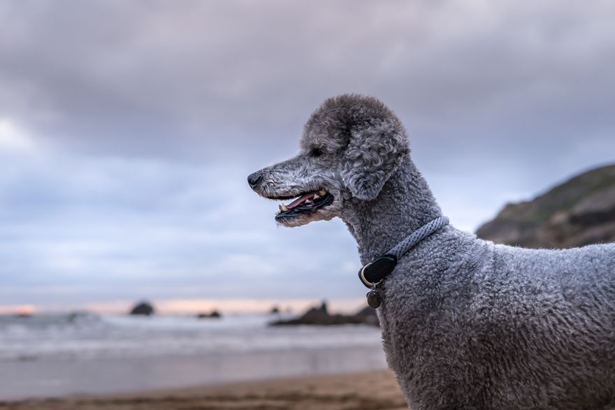 Silver standard Poodle in profile on a beach