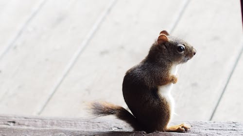 Chipmunk Standing On Brown Wooden Surface