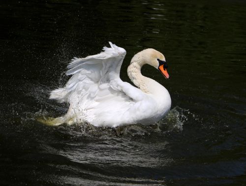 Free Elegant mute swan with wings raised, splashing in the serene waters of Granville, France. Stock Photo
