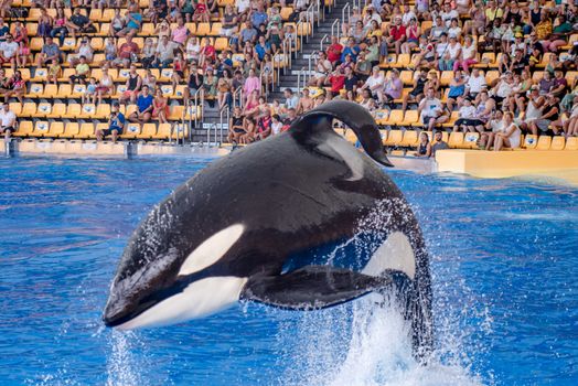 whale photo