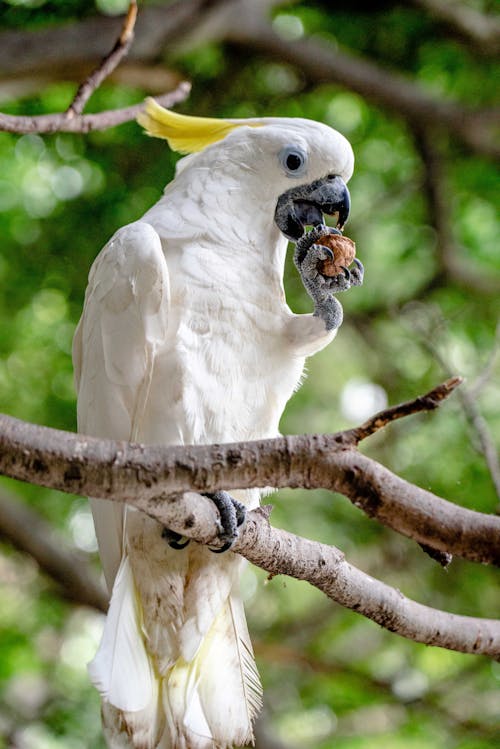 Close-Up Shot of a Yellow-Crested Cockatoo Bird Perched on Tree Branch