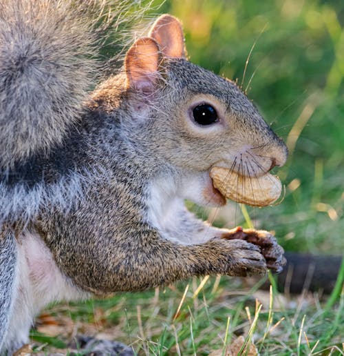 A Close Up Photography of a Gray Squirrel Eating a Peanut.
