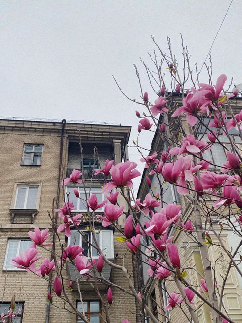 Free stock photo of architects, city street, flower background Stock Photo