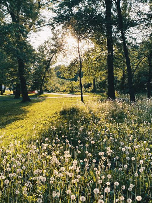 Free stock photo of dandelions, dandelions field, field Stock Photo